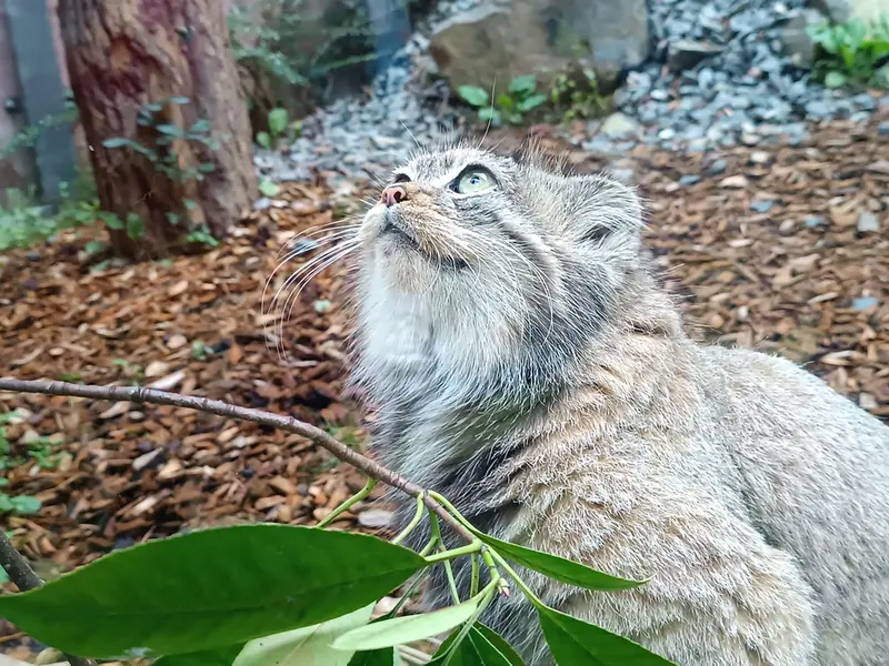トレゴムール動物園のイフルの写真