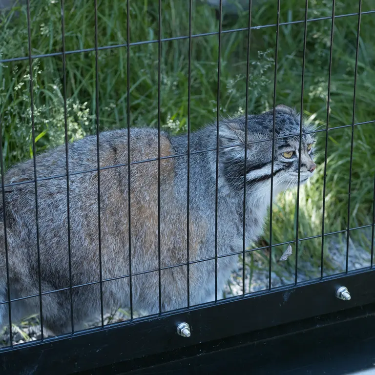 旭山動物園のグルーシャの写真
