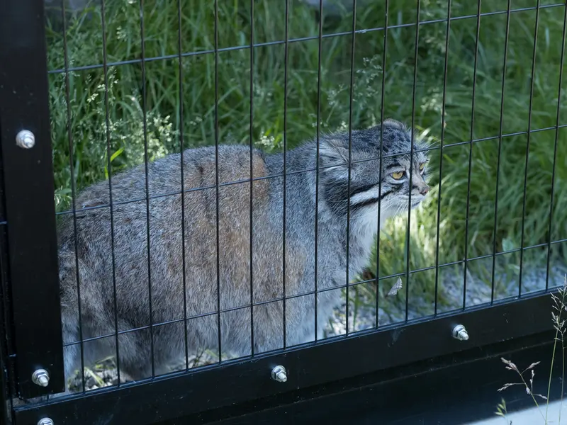 旭山動物園のグルーシャの写真