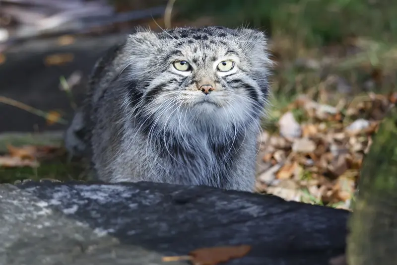 モスクワ動物園のティモフェイの写真