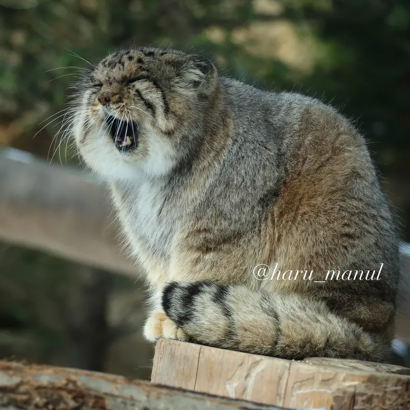 那須どうぶつ王国のボルの写真