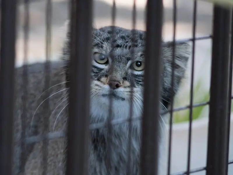 野毛山動物園のフィーガの写真
