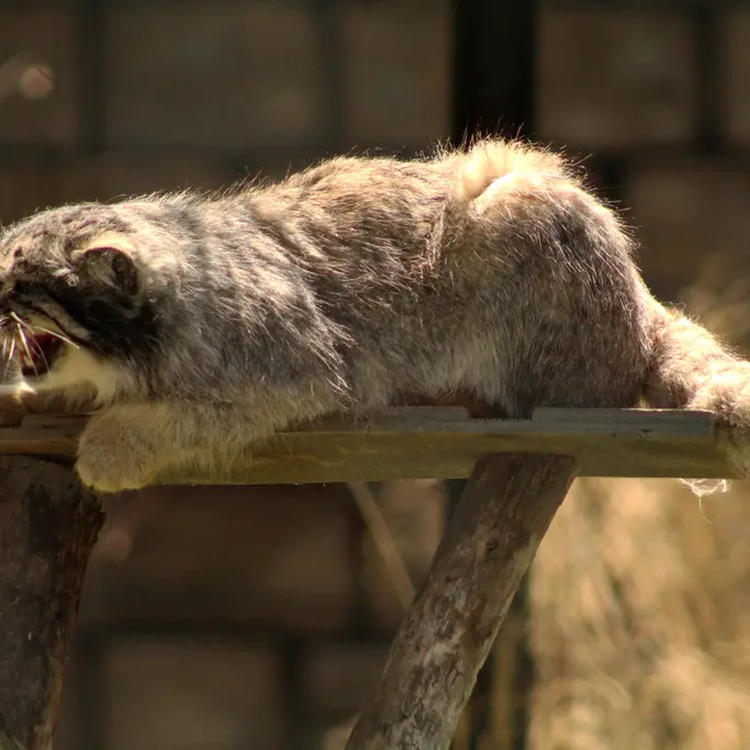プエブロ動物園のタイ・チーの写真