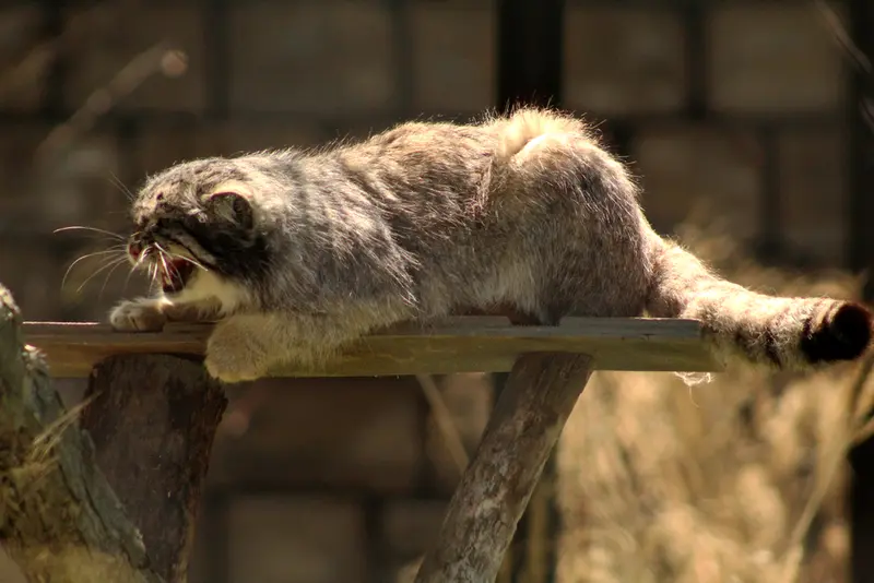 プエブロ動物園のタイ・チーの写真