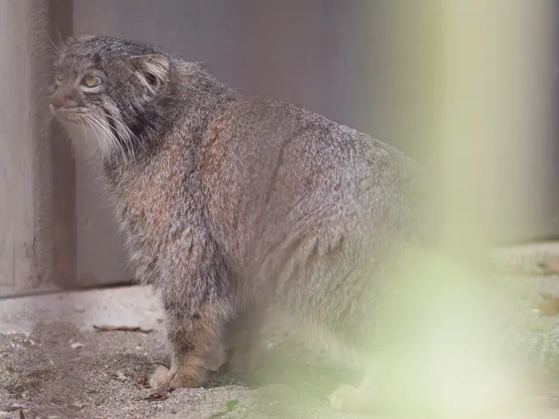 野毛山動物園のフィーガの写真