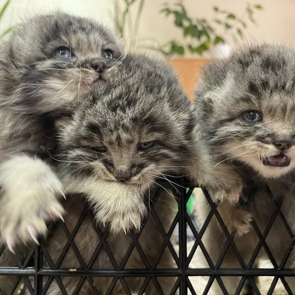 希少動物繁殖センターのブルンヒルダ、アリスとプラスコーヴィヤの写真