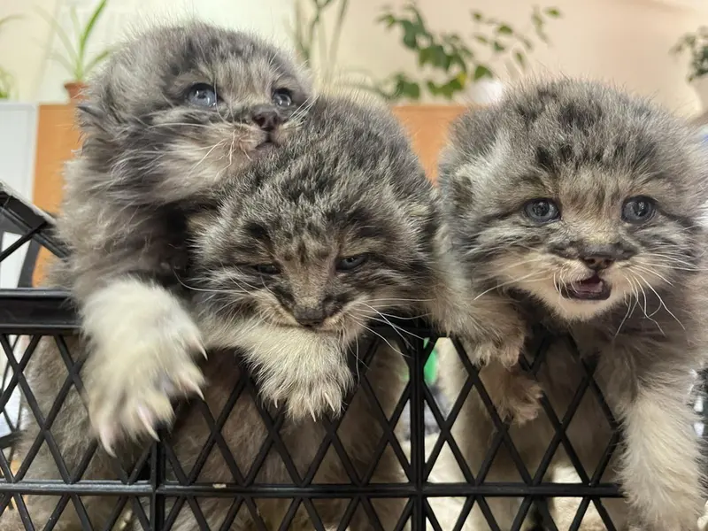 希少動物繁殖センターのブルンヒルダ、アリスとプラスコーヴィヤの写真