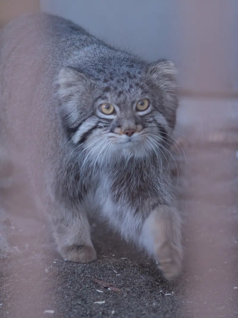 野毛山動物園のフィーガの写真