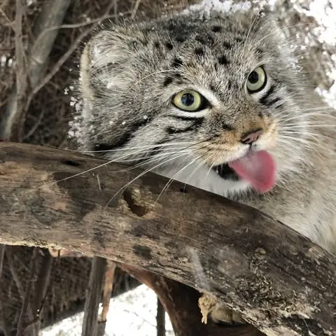 シャイアン・マウンテン動物園のボーの写真