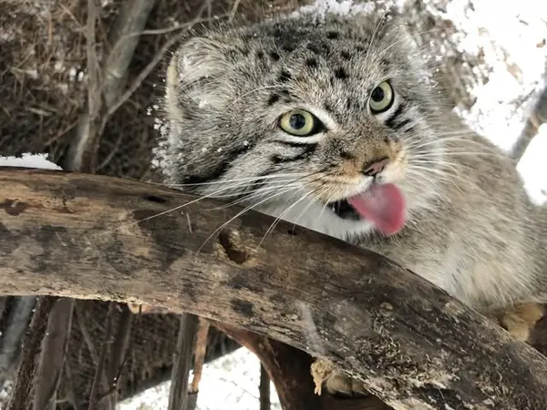 シャイアン・マウンテン動物園のボーの写真