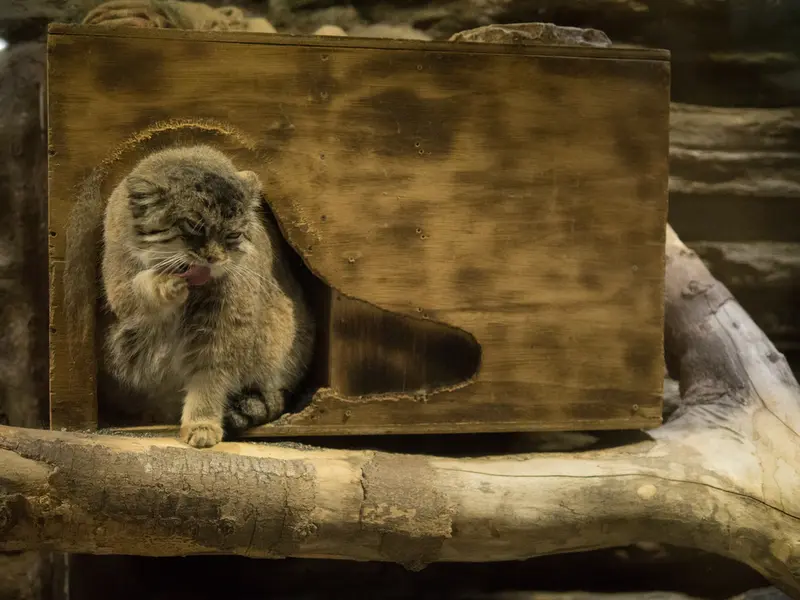 恩賜上野動物園のプリームラの写真