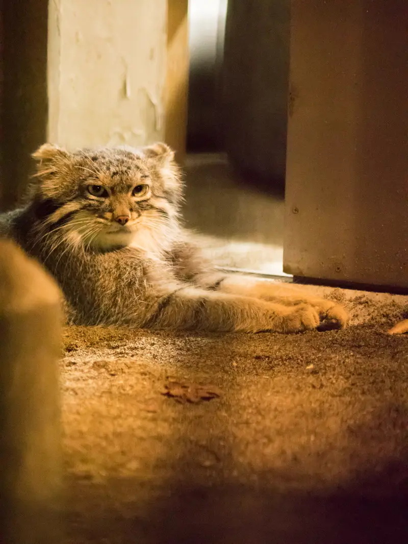 野毛山動物園のフィーガの写真