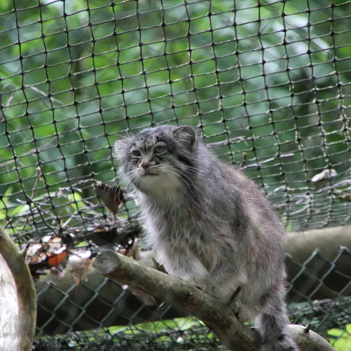 オペル動物園のバトゥの写真