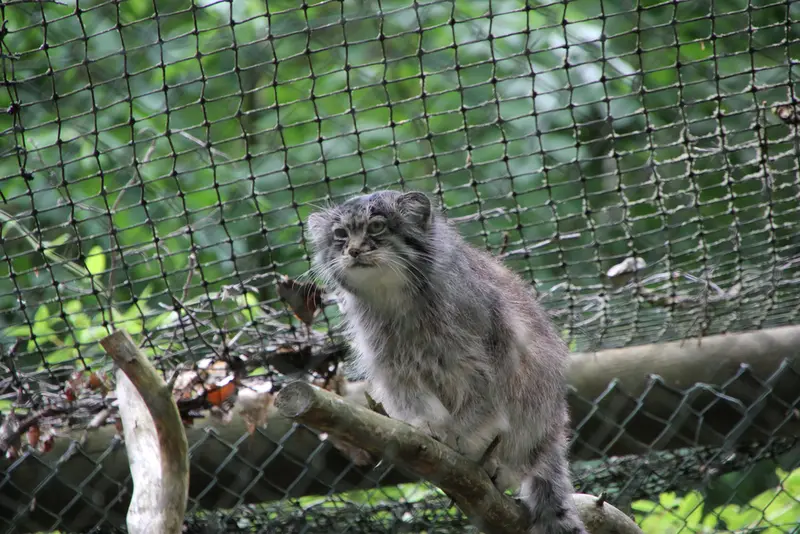 オペル動物園のバトゥの写真