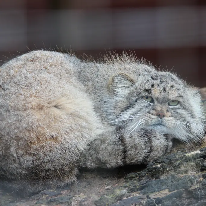 バナム動物園のバックの写真