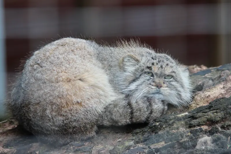 バナム動物園のバックの写真