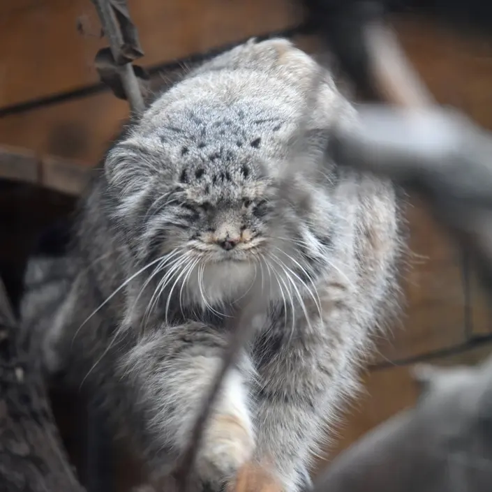 レニングラード動物園のスヴェンの写真