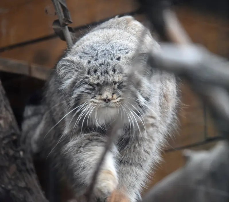 レニングラード動物園のスヴェンの写真