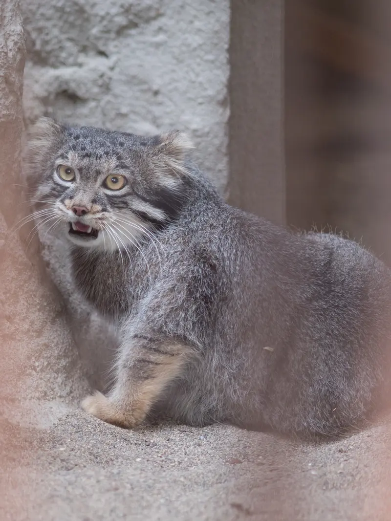 野毛山動物園のフィーガの写真