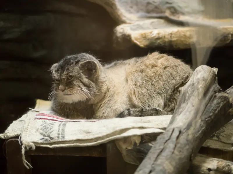 恩賜上野動物園のプリームラの写真