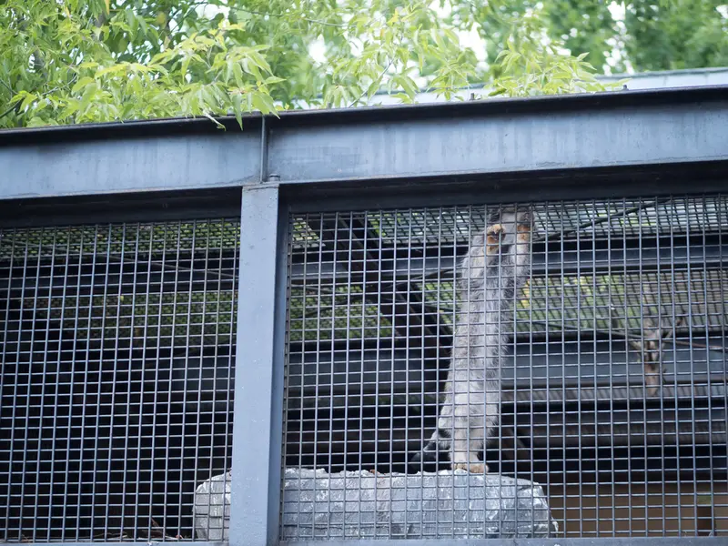 旭山動物園のヒデの写真