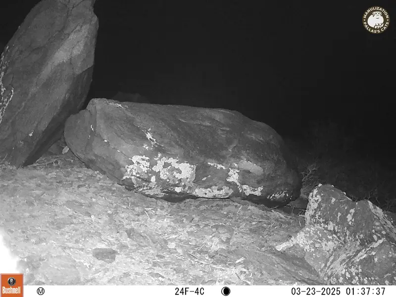 コシュカルカメラトラップで撮影したOtocolobus manul manulの写真