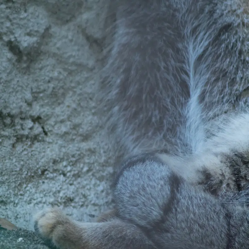 野毛山動物園のフィーガの写真