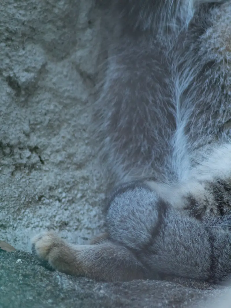 野毛山動物園のフィーガの写真