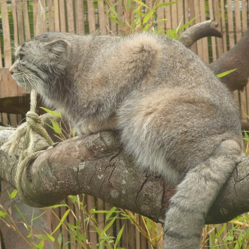 エディンバラ動物園のアキコの写真