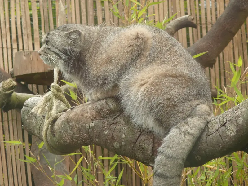 エディンバラ動物園のアキコの写真