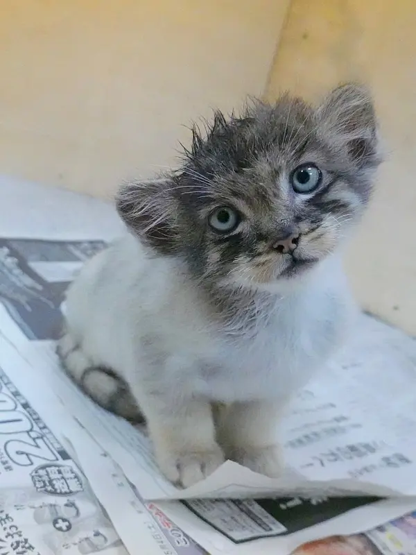 マヌルネコの写真