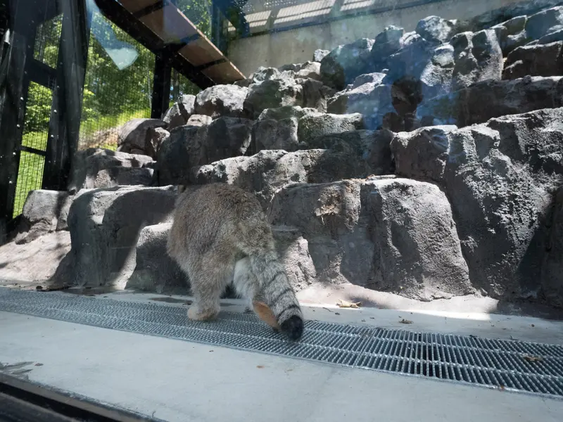 旭山動物園のグルーシャの写真