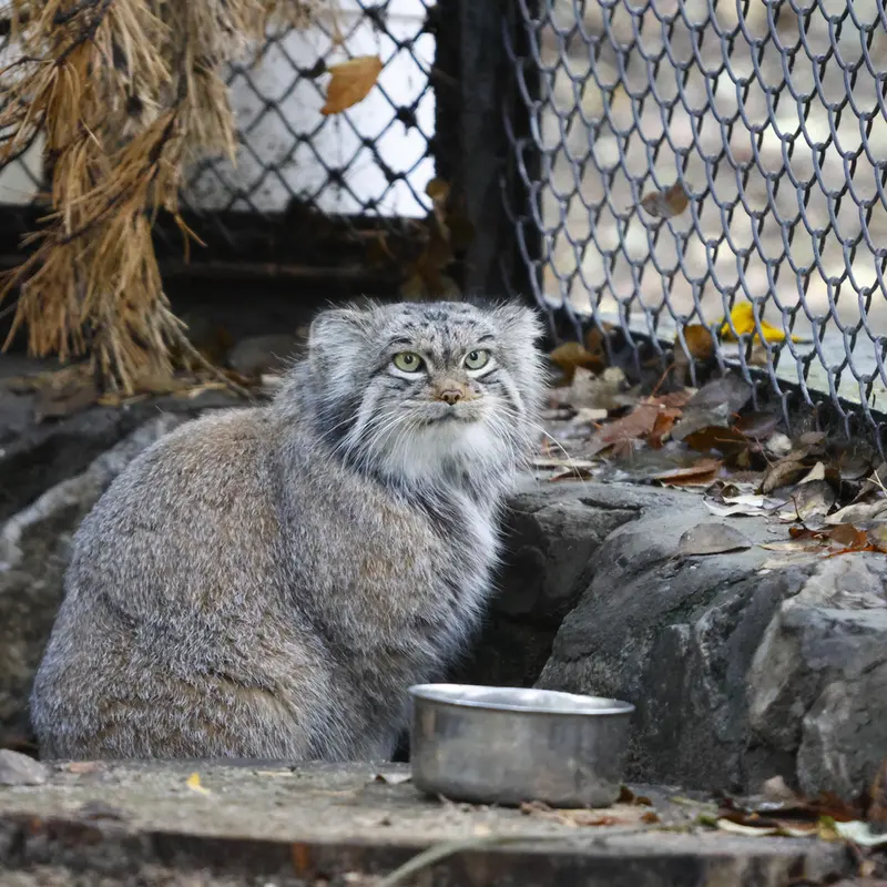 ノヴォシビルスク動物園のスネジンカの写真