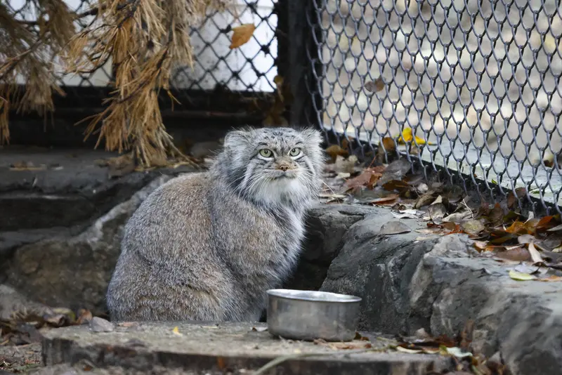 ノヴォシビルスク動物園のスネジンカの写真