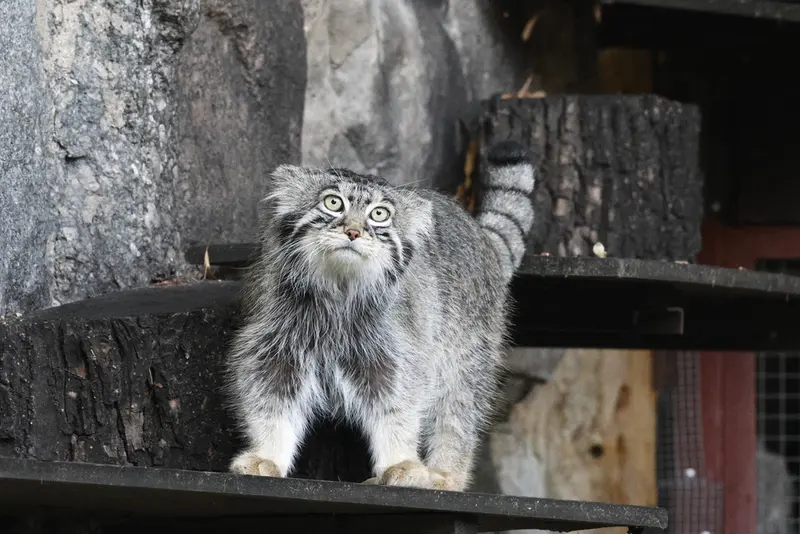 モスクワ動物園のティモフェイの写真