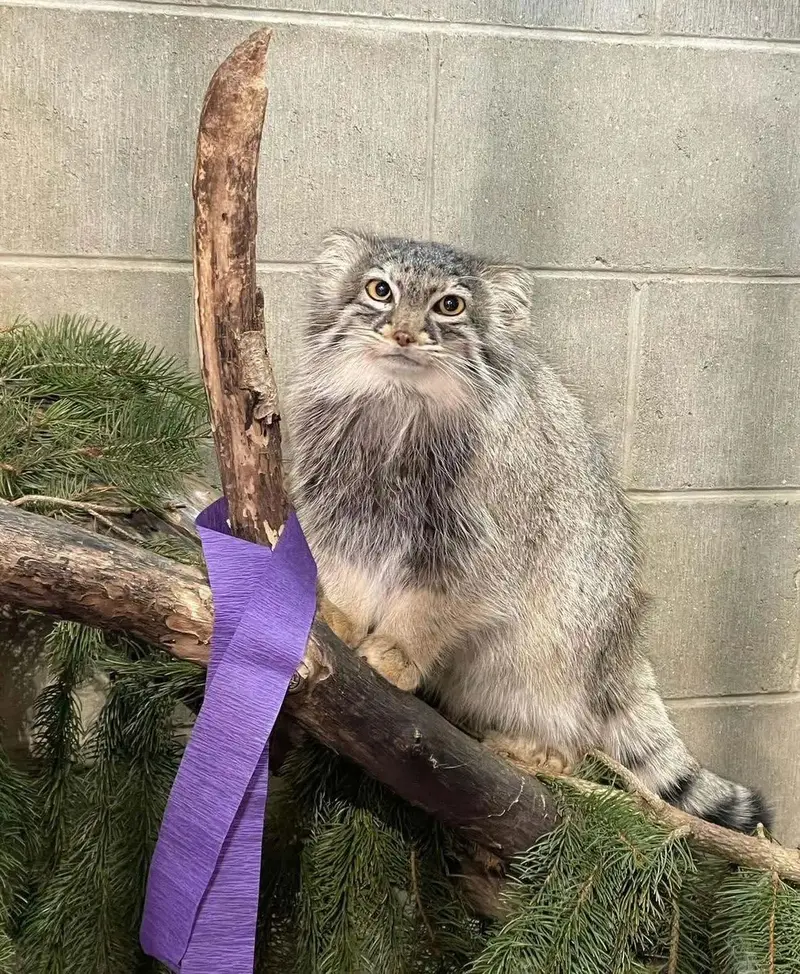 ニアビ動物園のイーヴィーの写真