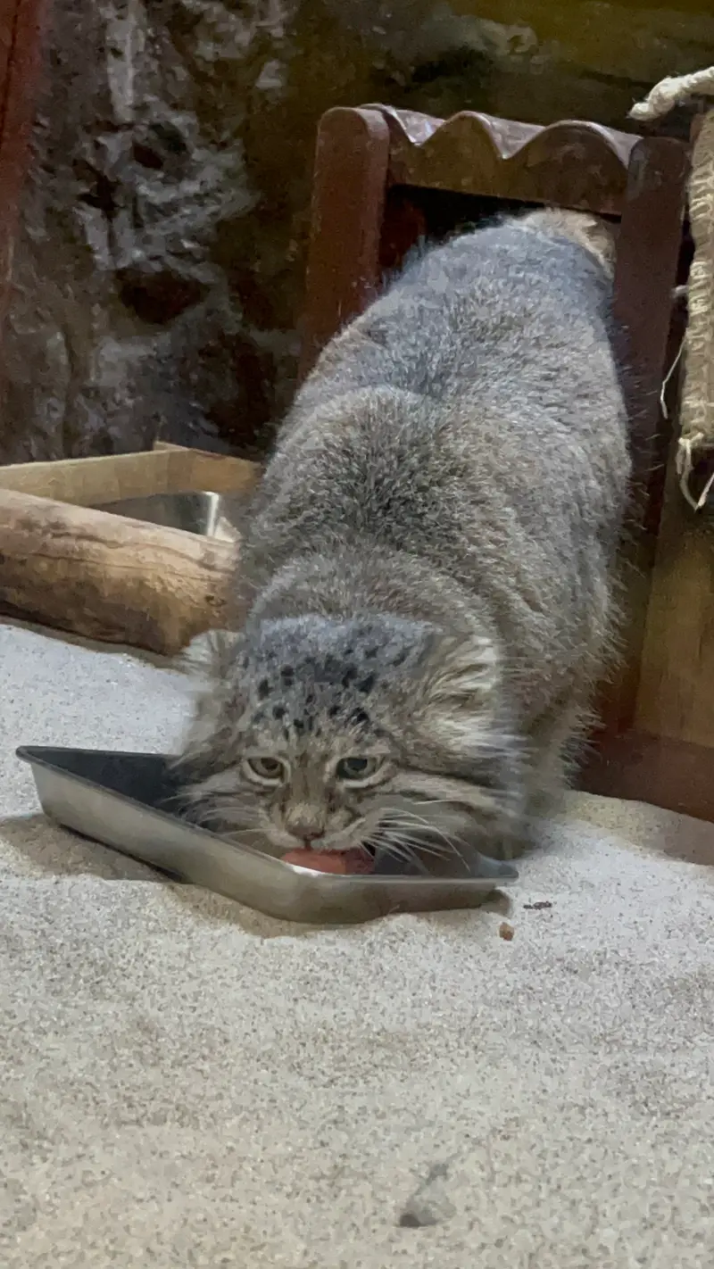 恩賜上野動物園のクリョンの写真