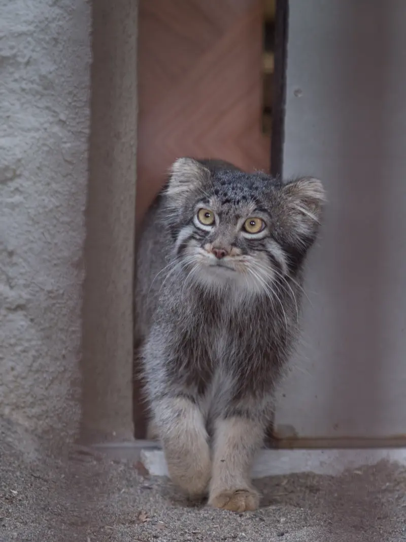 野毛山動物園のフィーガの写真