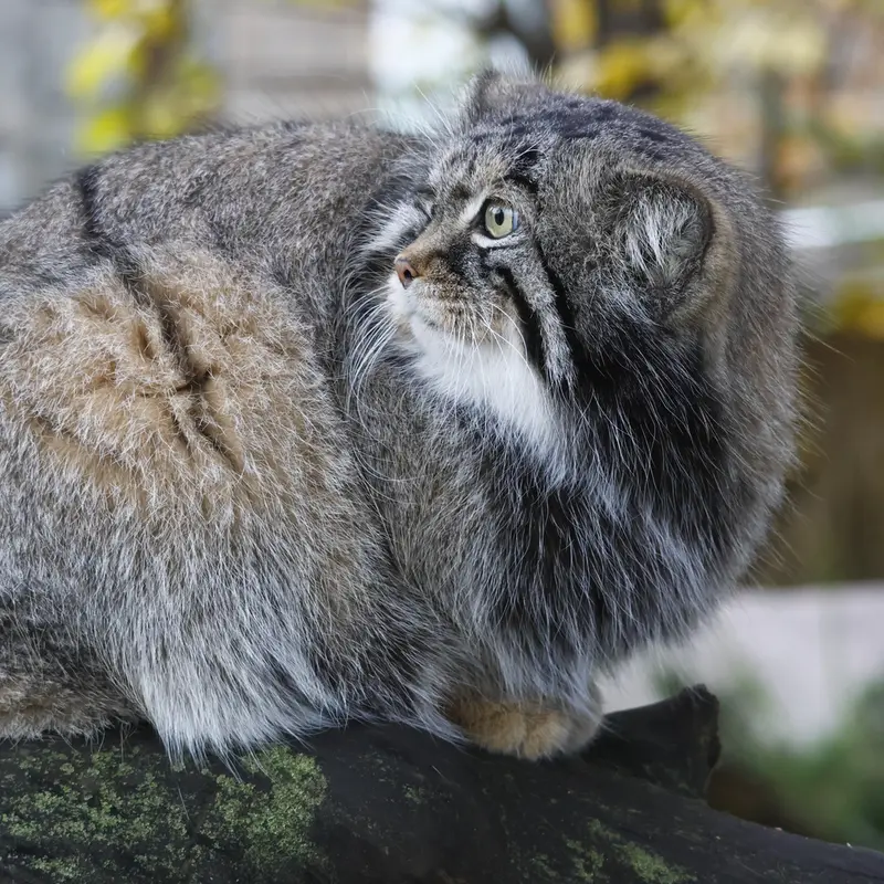 モスクワ動物園のティモフェイの写真