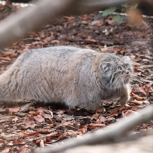グダニスク動物園のウラの写真