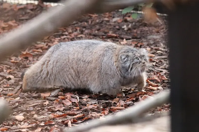 グダニスク動物園のウラの写真