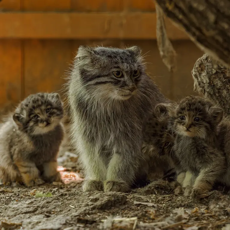 ブルノ動物園のアリウナーの写真