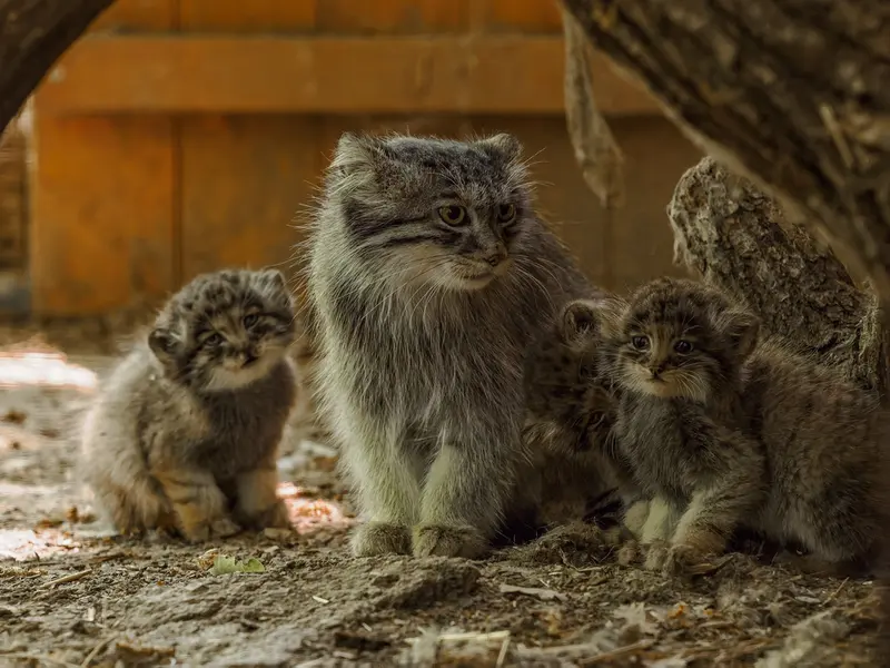 ブルノ動物園のアリウナーの写真