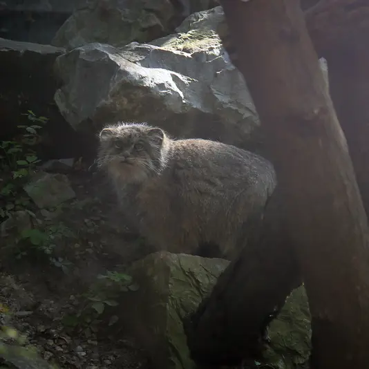 ウッチ動物園のパッツォの写真