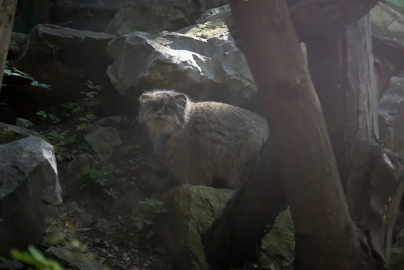 ウッチ動物園のパッツォの写真