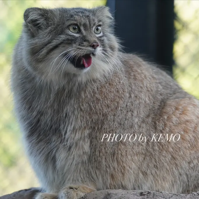 埼玉県こども動物自然公園のオリーヴァの写真