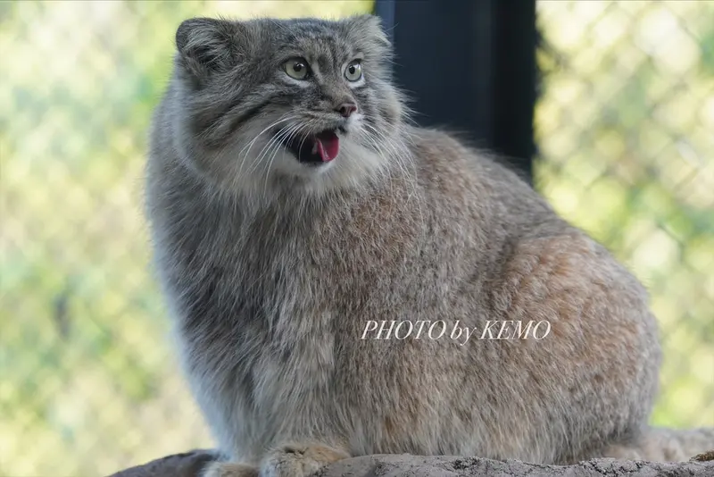 埼玉県こども動物自然公園のオリーヴァの写真