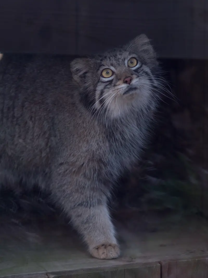 埼玉県こども動物自然公園のオトの写真