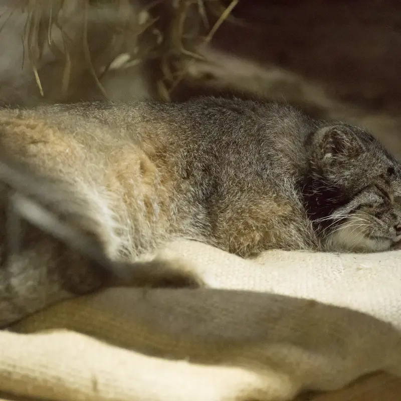 恩賜上野動物園のクリョンの写真