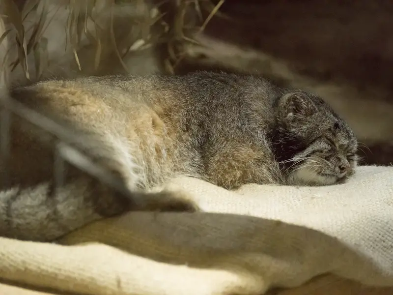 恩賜上野動物園のクリョンの写真